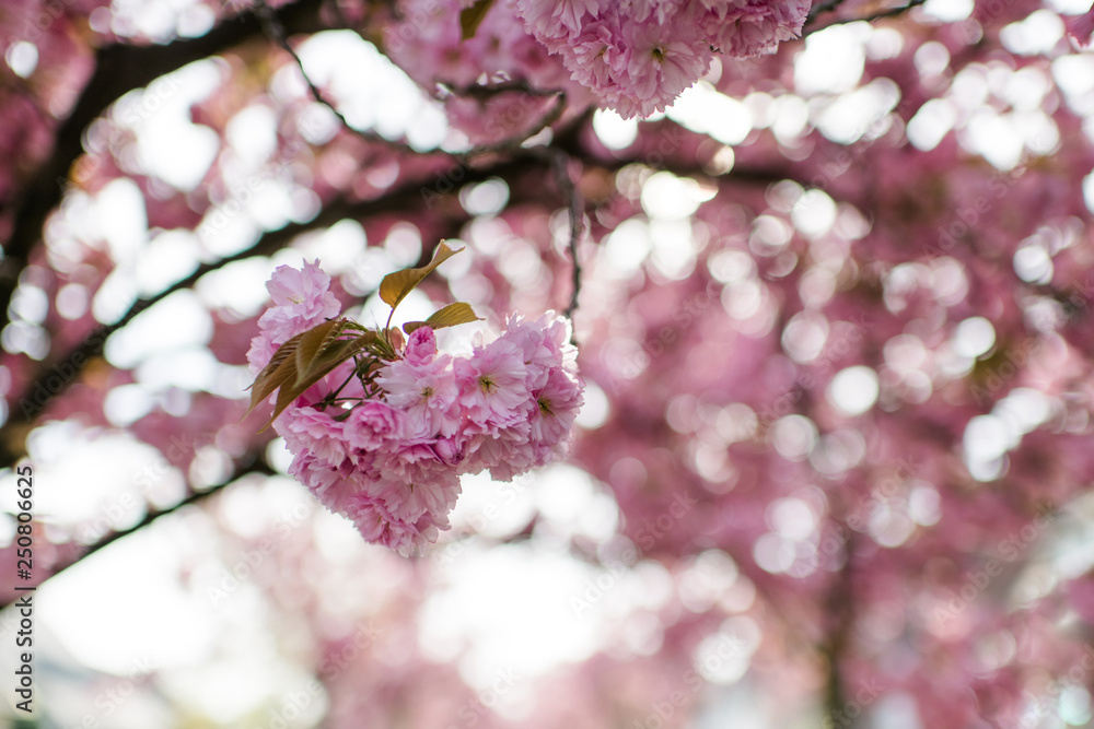 Fototapeta premium Kirschblüten Frühling