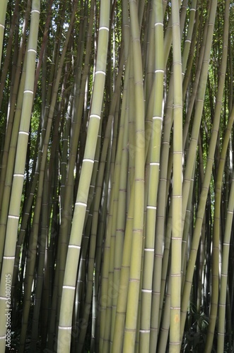 Bambou au jardin