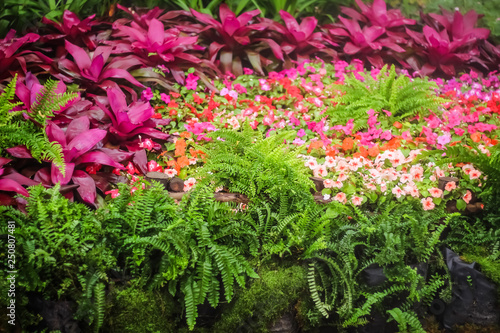 Colorful flowers ornamental red bromeliad field fern group and petunia flowers blooming with misty in garden , natural patterns background