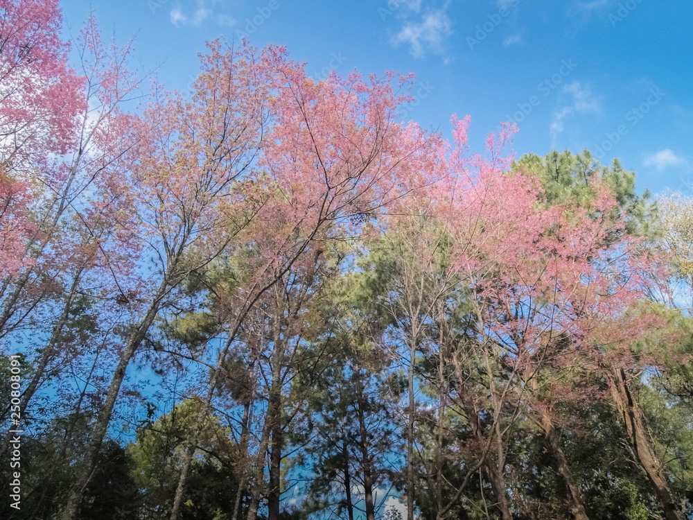 Wild Himalayan (Prunus cerasoides) Cherry Blossom on top tree with blue sky background, Doi Ang Khang, Chiang Mai, northern of Thailand. Wild Himalayan (Prunus cerasoides) Cherry Blossom on top tree with blue sky background, Doi Ang Khang, Chiang Mai, northern of Thailand.