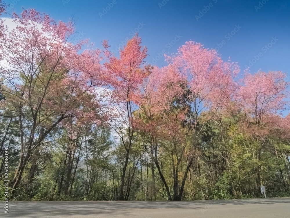 Wild Himalayan Cherry Blossom on side way with blue sky background, Wild Himalayan Cherry Blossom on tree with green mountain and blue sky background, Doi Ang Khang, Chiang Mai, northern of Thailand. Wild Himalayan Cherry Blossom on side way with blue sky background, Wild Himalayan Cherry Blossom on tree with green mountain and blue sky background, Doi Ang Khang, Chiang Mai, northern of Thailand.