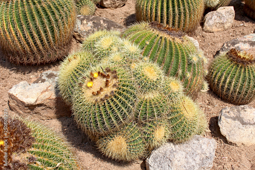 Plante de cactus dans un jardin sec en Espagne Plante de cactus dans un jardin sec en Espagne