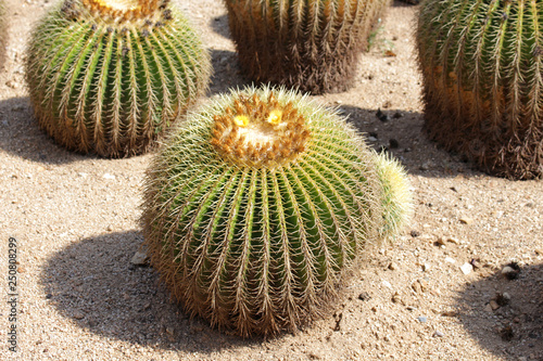 Plante de cactus dans un jardin sec en Espagne