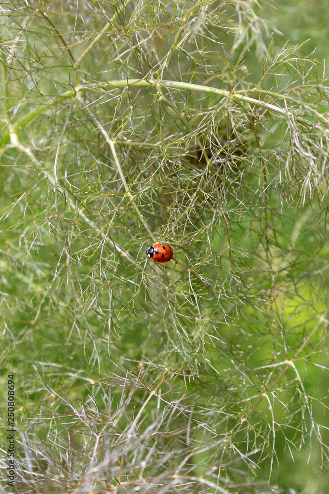 Coccinelle sur une plante de fenouil au jardin Coccinelle sur une plante de fenouil au jardin