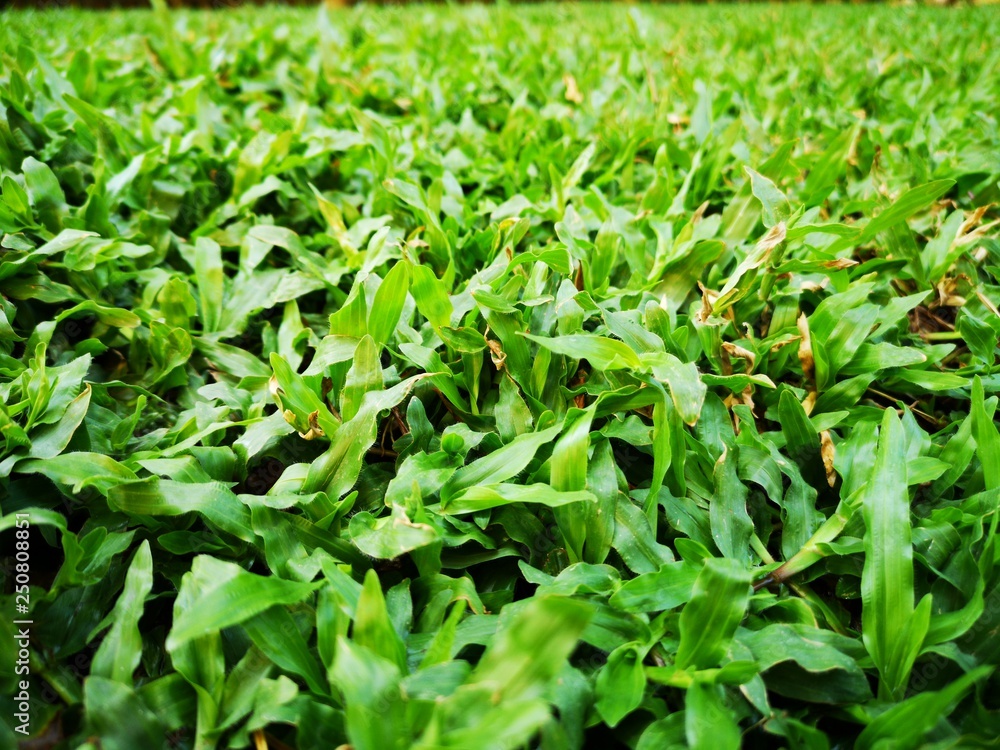 Lush green grass field Lush green grass field
