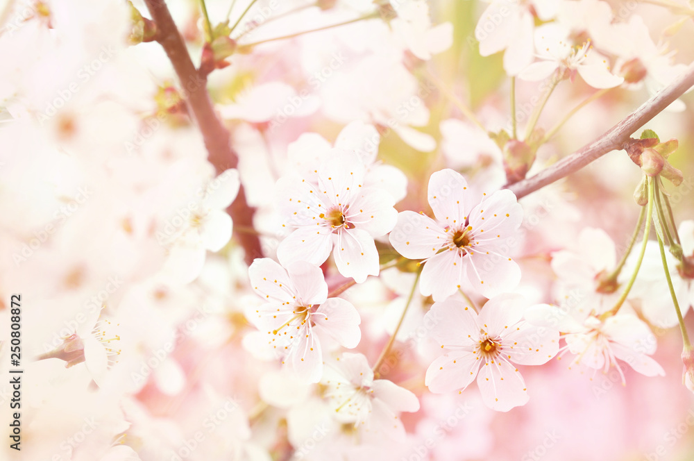 Obraz premium Spring blossom/springtime cherry bloom, bokeh flower background, pastel and soft floral card, toned 