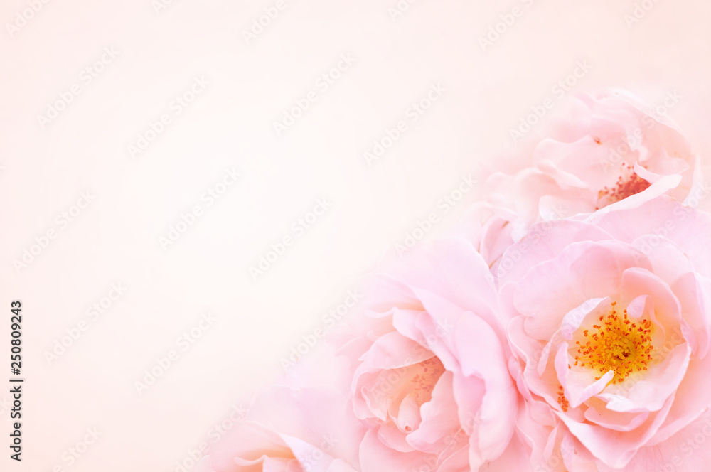 Spring blossom or summer blossoming rose (rosehip), bokeh flower background, pastel and soft floral card, toned	