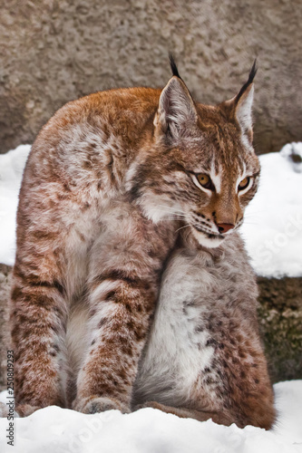 Sly lynx close-up, a big cat sitting in the snow on the background of stones and carefully