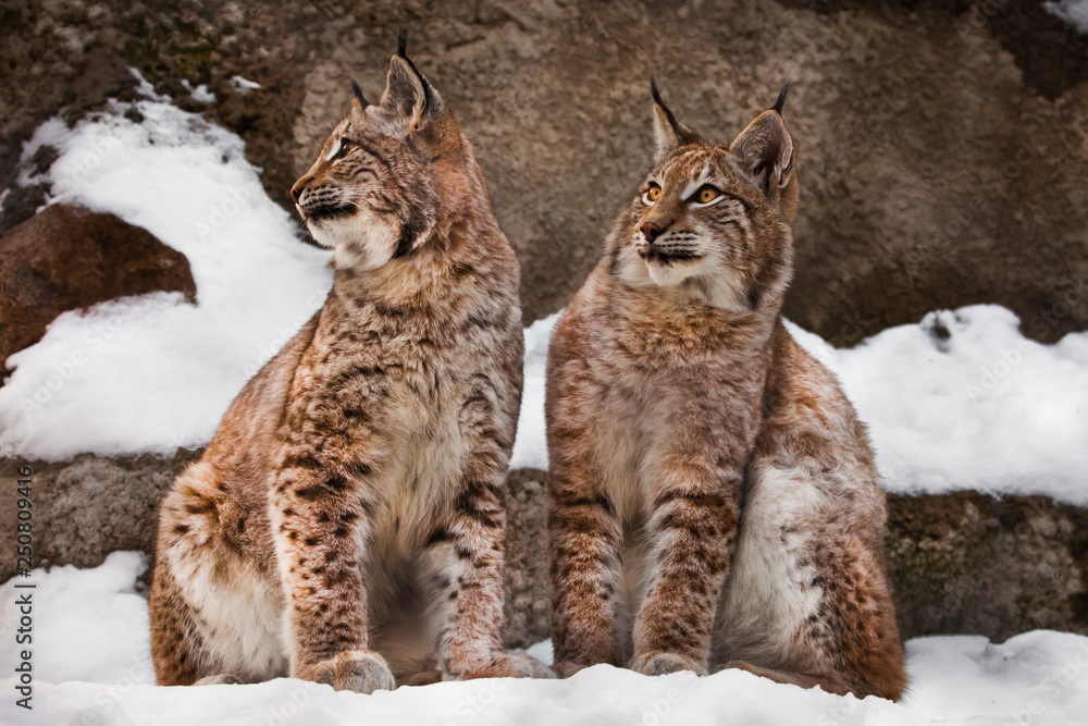Obraz premium two trots on the snow big cats
