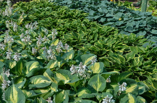 Tableau sur toile Plante d'hosta au feuillage vert dans un jardin