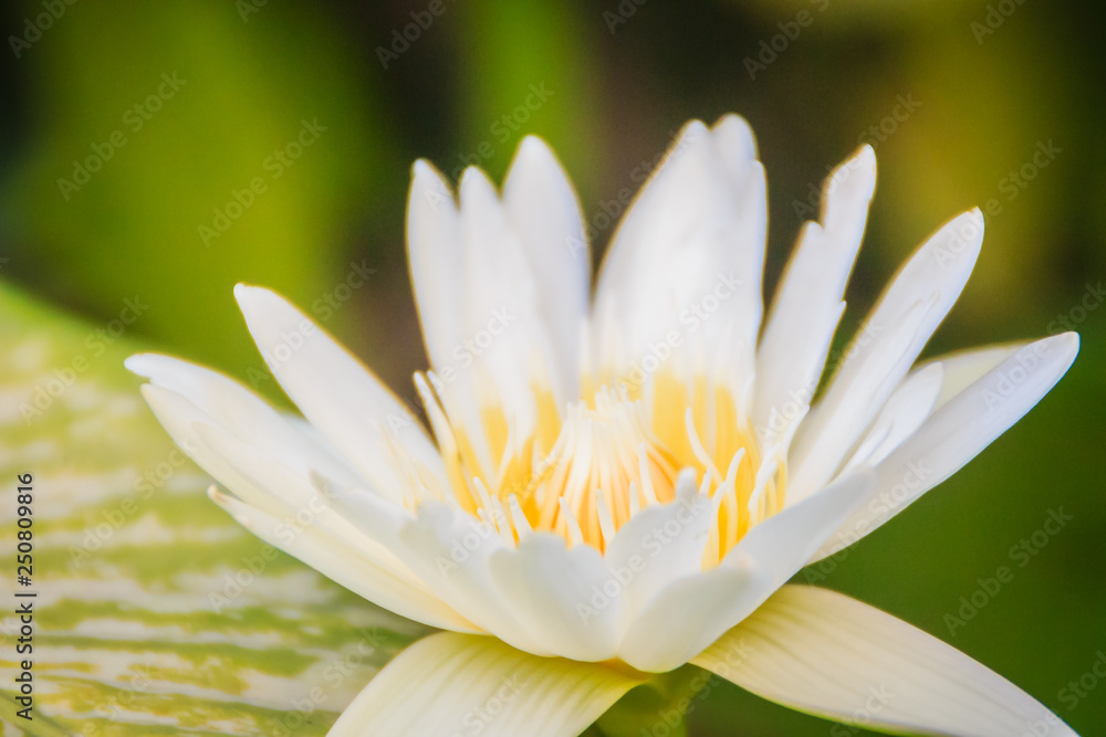 White Lily of the Nile (Nymphaea Ampla) or White Lotus is sometimes called Dotleaf water lily. White Lily of the Nile (Nymphaea Ampla) or White Lotus is sometimes called Dotleaf water lily.