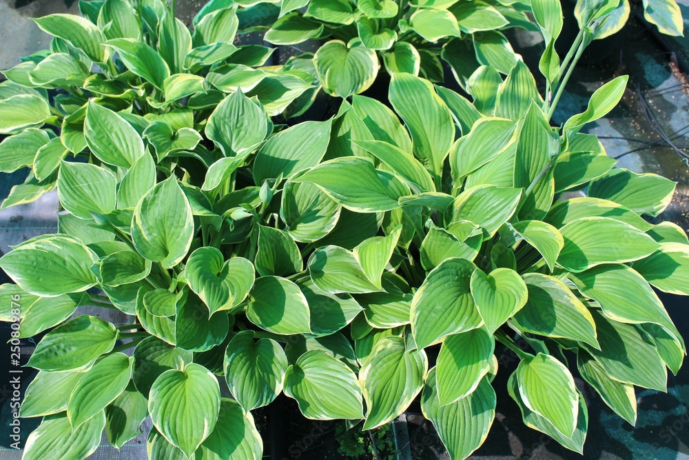 Fototapeta premium Plante d'hosta au feuillage vert dans un jardin