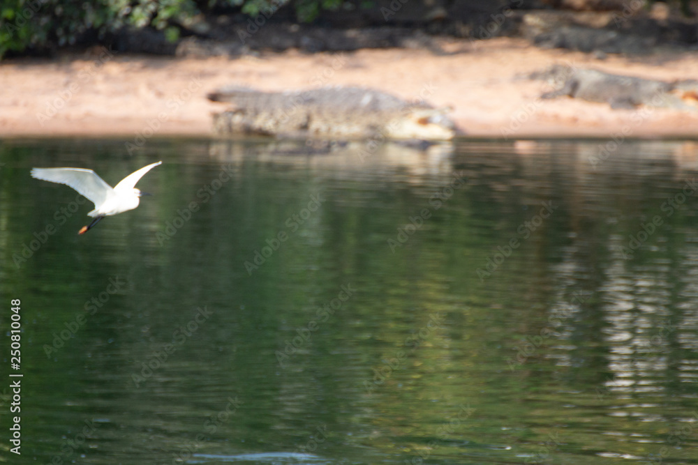 Asian birds around crocodiles in animal park Asian birds around crocodiles in animal park