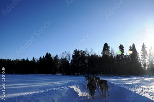 Course en traineau tiré par des huskies (Levi- Laponie finlandaise)
