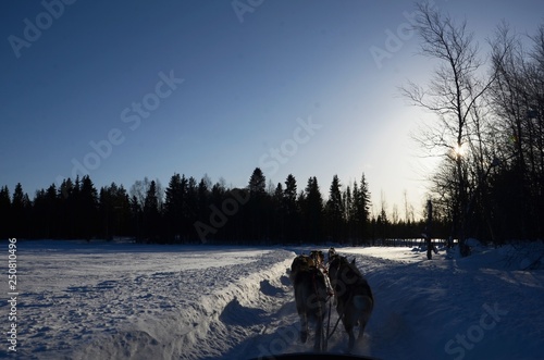 Course en traineau tiré par des huskies (Levi- Laponie finlandaise)