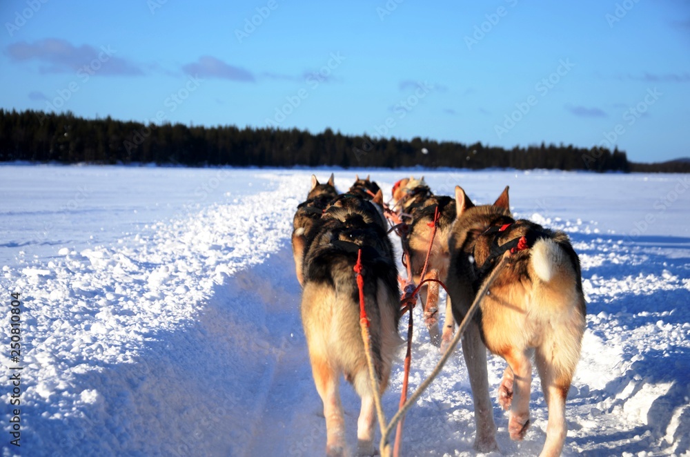 Course en traineau tiré par des huskies (Levi- Laponie finlandaise) Course en traineau tiré par des huskies (Levi- Laponie finlandaise)