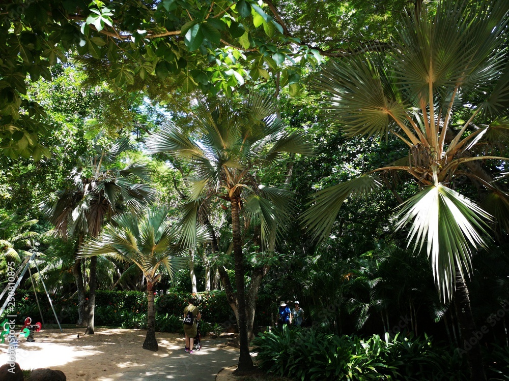 tropischer Garten
