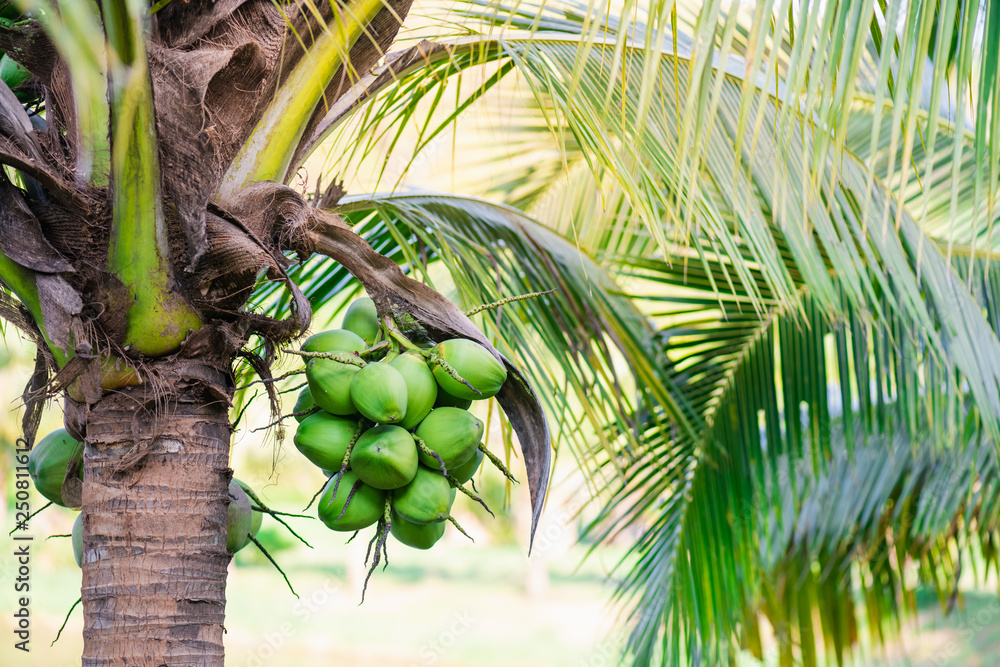 Fototapeta premium coconut tree on the beach