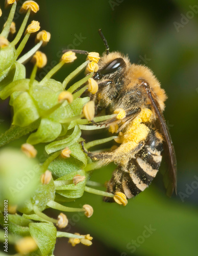 Ivy bee (Colletes hederae) on ivy flowers (Hedera helix)