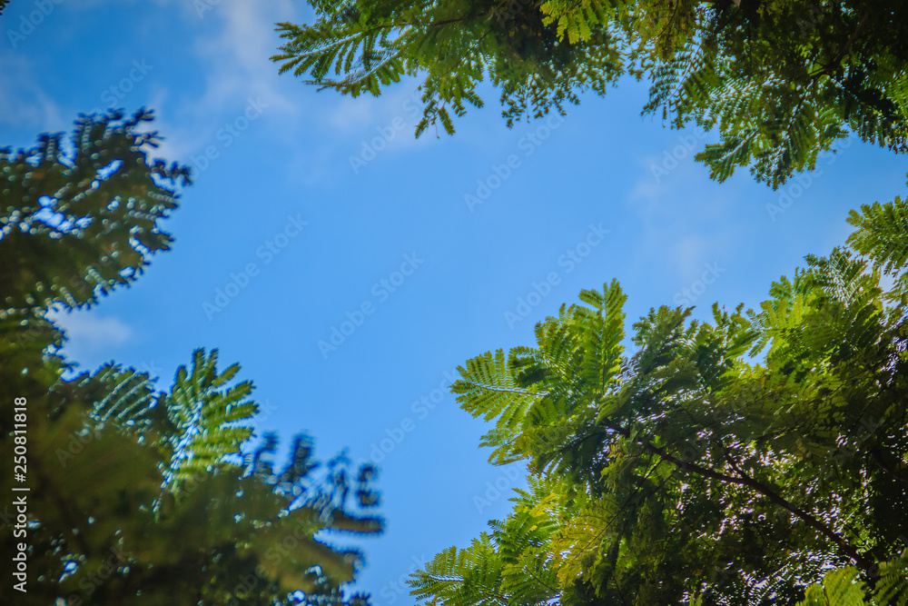 Obraz premium Green leaves frame with dramatic sky background and middle copy space for text. Nature frame of green leave branches on cloudy sky background. Frame of green leaves in the forest against the blue sky.