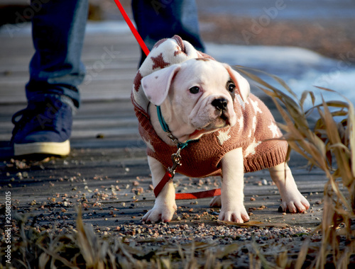 Fototapeta Naklejka Na Ścianę i Meble -  French bulldog puppy looking up, wearing a sweater to keep warm on a cold day