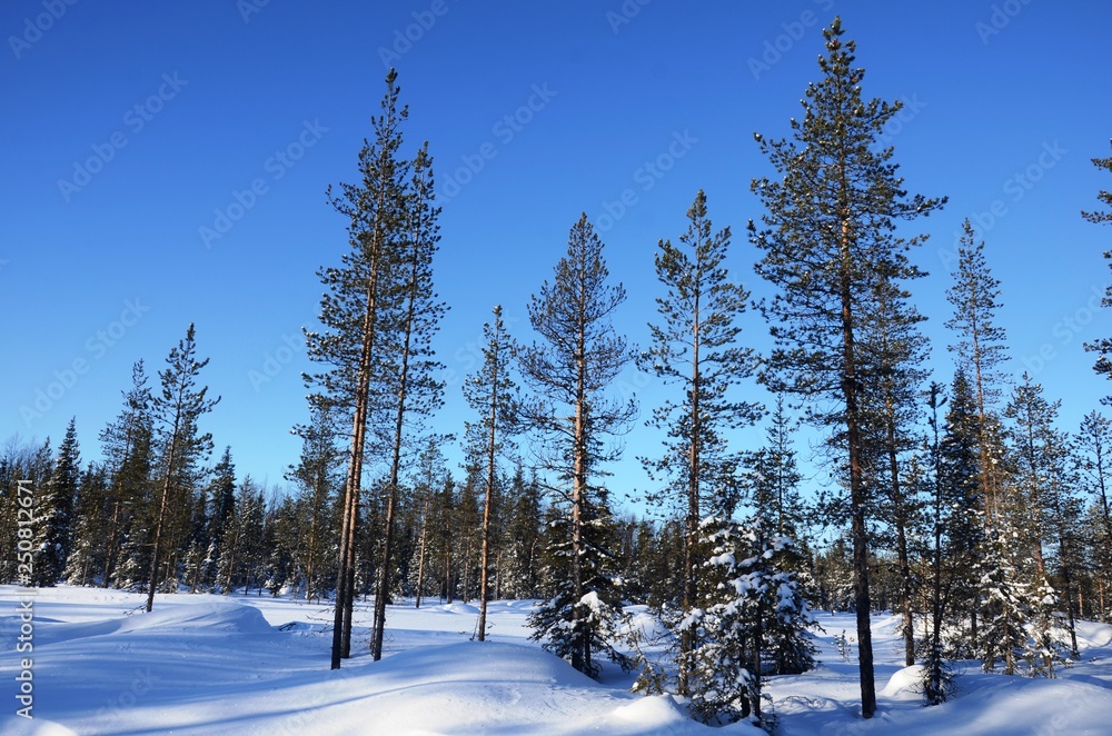 Forêt lapone entre Kittila et Levi (Finlande)