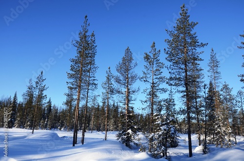 Obraz na płótnie Forêt lapone entre Kittila et Levi (Finlande) w salonie