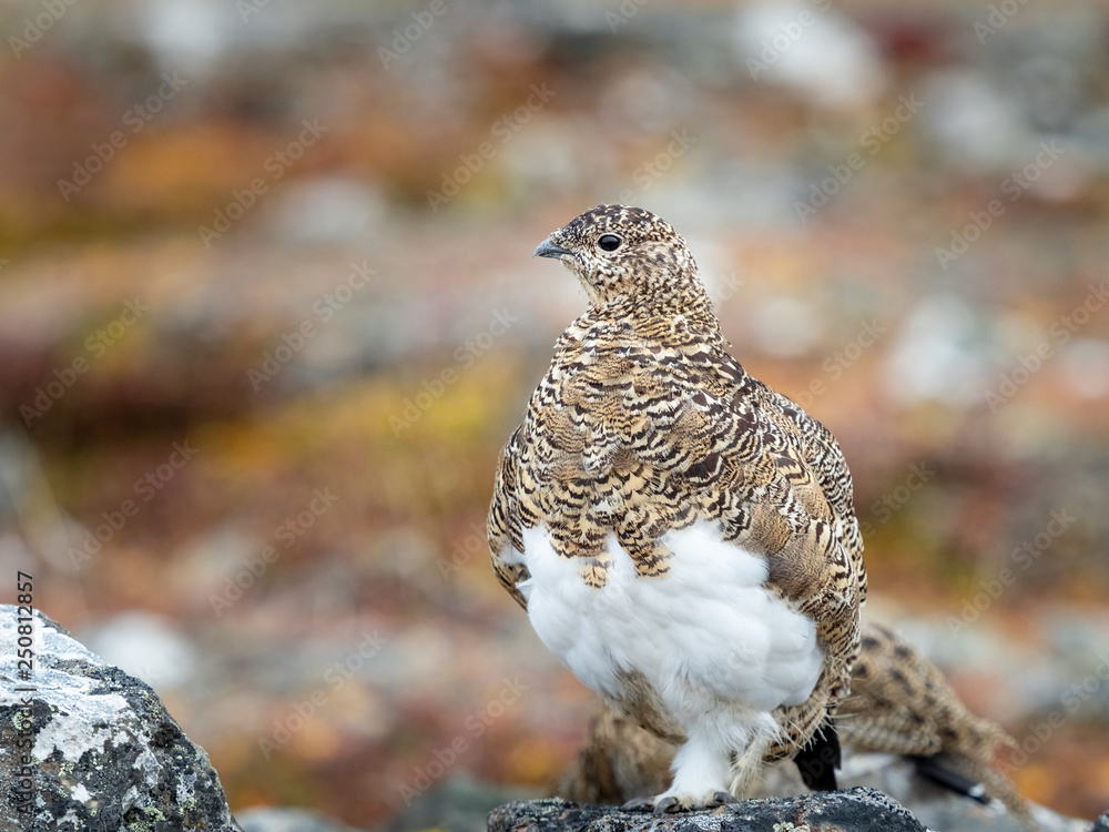 Fototapeta premium Svalbard Rock Ptarmigan with summer plumage, Svalbard