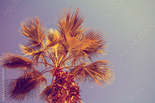 Palm tree against the sunset sky. Tropical evening landscape © vvvita