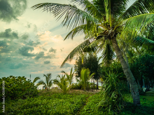 Sundown and coconut trees on the Sanya Bay beach © Quangang