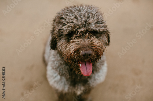 .Funny brown spanish water dog enjoying the beach in the morning in Asturias, northern Spain. Dogfriendly cities. Carefree, playing and having fun. Family activities with your dogs. Lifestyle.