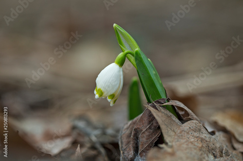 Wallpaper Mural Spring flower of Leucojum vernum. Spring snowflake, Leucojum vernum, with white and yellow flower growing in ground covered with dark soil and dry leaves, blurry brown background, fragile plant.  Torontodigital.ca