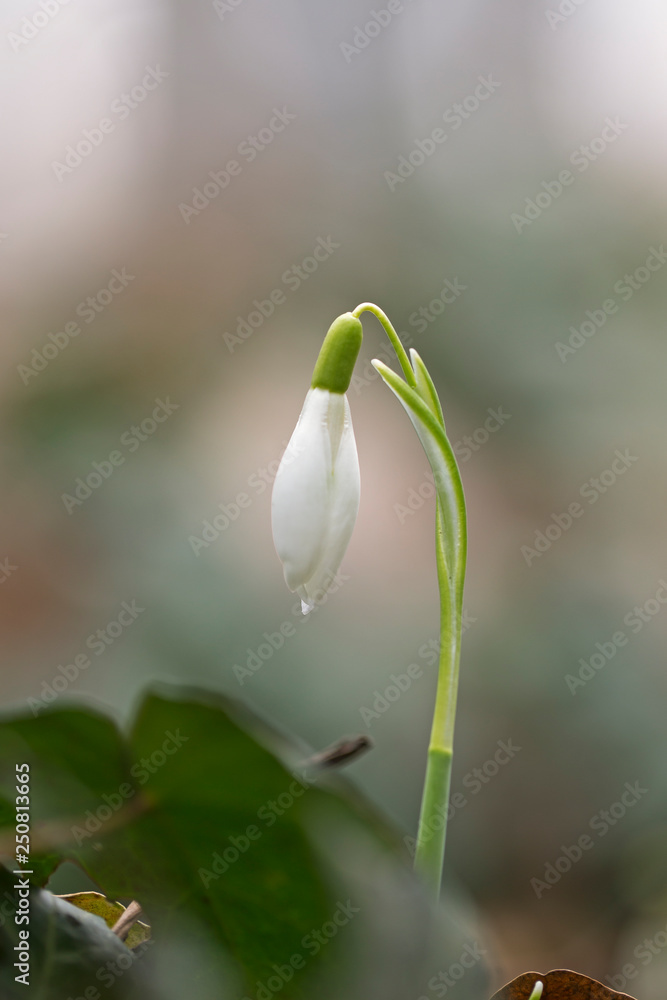  Closeup shot of fresh common snowdrops (Galanthus nivalis) blooming. Lovely snowdrop flowers (Galanthus nivalis). A cluster of snowdrop flowers, Galanthus nivalis, in a woodland in early February