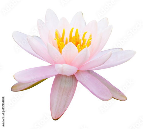 beautiful pink waterlily or lotus flower isolate on white background with clipping path.