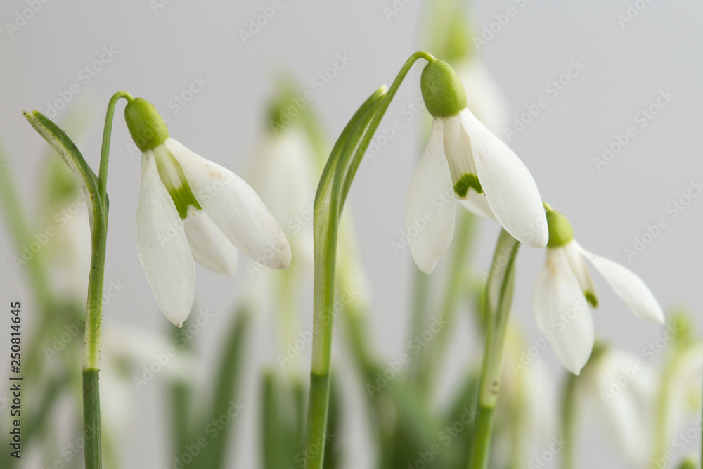 Snowdrop flower, Galanthus nivalis Snowdrop flower, Galanthus nivalis