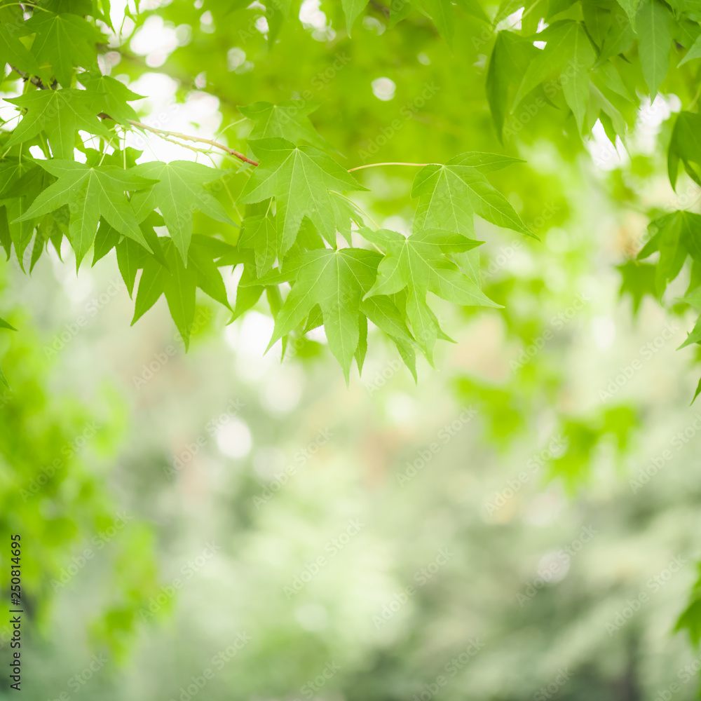 Green leaves on maple tree blurred background. Green leaves on maple tree blurred background.