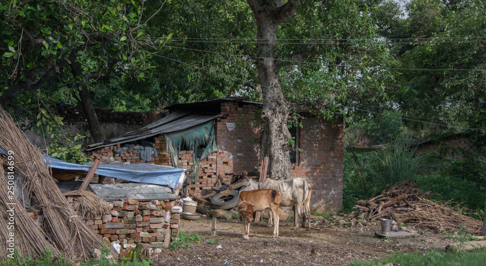 Fotografía de casa humilde de la India con vacas y otros objetos, disparada desde el tren Fotografía de casa humilde de la India con vacas y otros objetos, disparada desde el tren