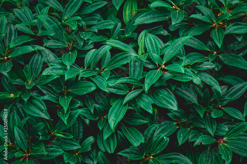 Tropical leaves texture Abstract nature leaf green texture background.vintage dark tone picture can used wallpaper desktop.