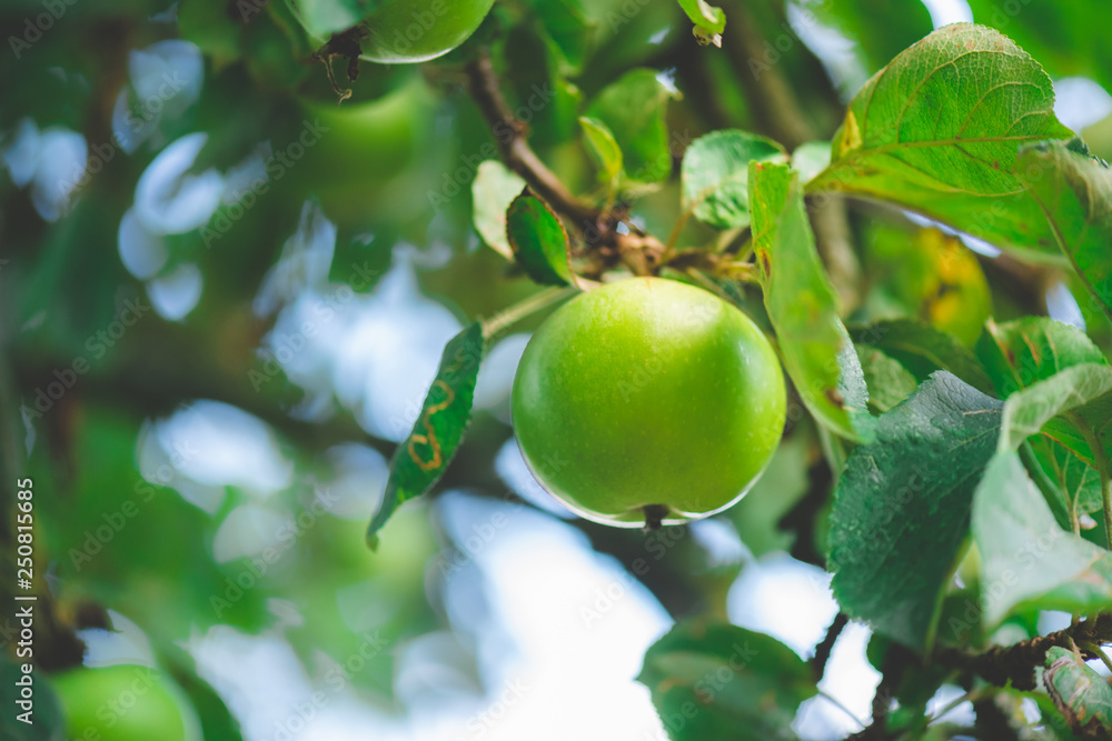 green apples on a tree