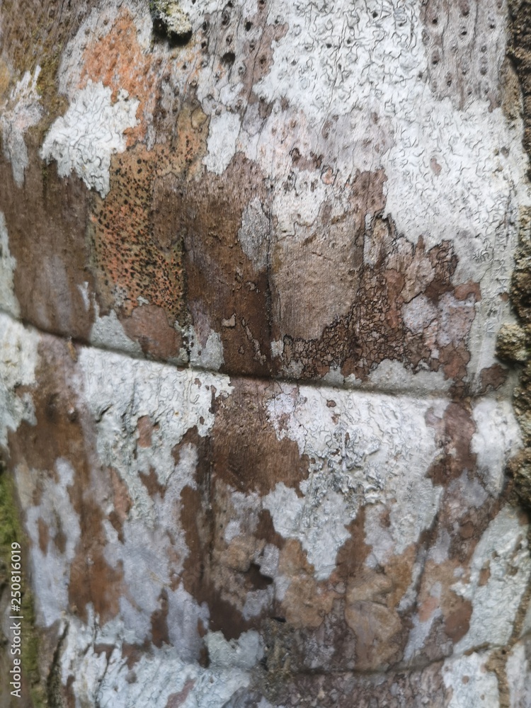 Obraz premium Old tree bark texture - closeup