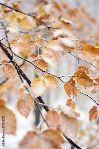 Close-up of frozen beech tree branch with orange leaves covered in late autumn snow. Weather and changing seasons concept