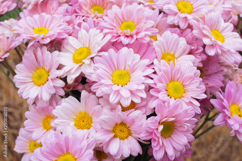 Beautiful colorful fresh flowers nature as background