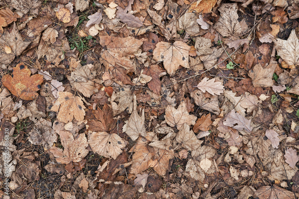 Close-up top view of a autumn leaf textured background Close-up top view of a autumn leaf textured background
