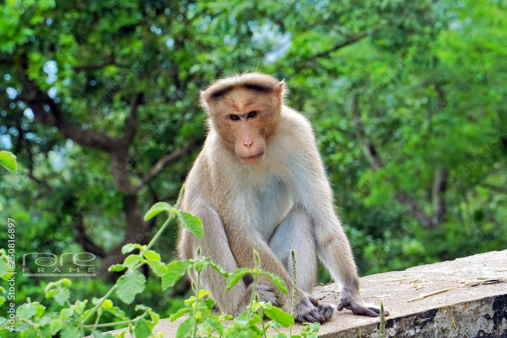 Naklejka premium Monkey