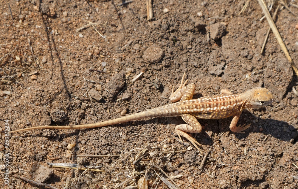 Madagaskar-Sandleguan Madagaskar-Sandleguan