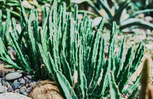 Succulent in a botanical garden close up. photo