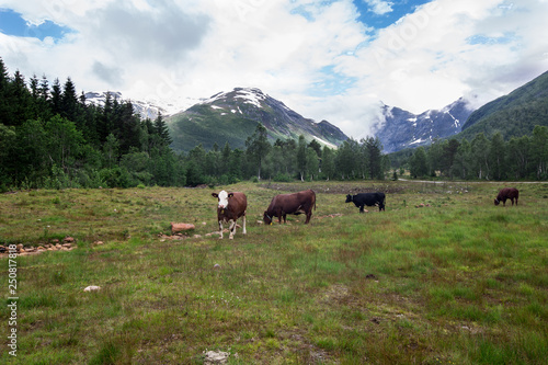 Herd of cows in a green meadow , forest and mountains with snow in background, near Grods Norway
