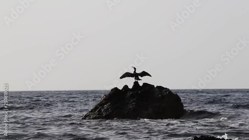 Un cormorano asciuga le ali su uno scoglio photo