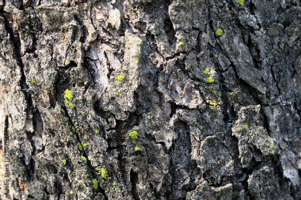 Tree bark detail shoot Tree bark detail shoot