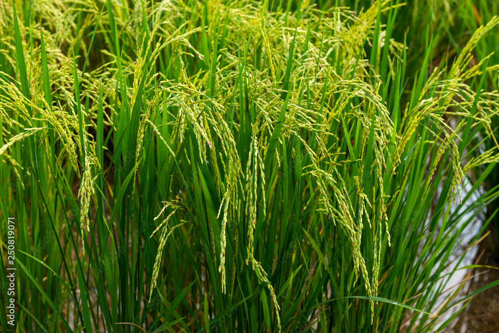 Fototapeta premium Rice field in local area of Thailand sunny day